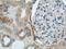 Adipocyte Plasma Membrane Associated Protein antibody, 25953-1-AP, Proteintech Group, Immunohistochemistry frozen image 