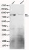 G Protein-Coupled Receptor Kinase 2 antibody, LS-C393548, Lifespan Biosciences, Western Blot image 