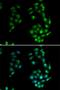 SRY-Box 5 antibody, orb247722, Biorbyt, Immunocytochemistry image 