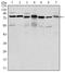 LEDGF antibody, A01960, Boster Biological Technology, Western Blot image 