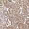 Mitochondrial TRNA Translation Optimization 1 antibody, NBP1-85933, Novus Biologicals, Immunohistochemistry frozen image 