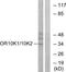 Olfactory Receptor Family 10 Subfamily K Member 1 antibody, TA316444, Origene, Western Blot image 