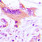 N-Terminal EF-Hand Calcium Binding Protein 3 antibody, LS-C353516, Lifespan Biosciences, Immunohistochemistry frozen image 