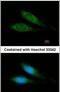 Mitochondrial Ribosomal Protein S27 antibody, PA5-30459, Invitrogen Antibodies, Immunofluorescence image 