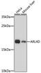 ADP Ribosylation Factor Like GTPase 4D antibody, 16-744, ProSci, Western Blot image 