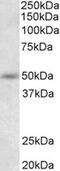 Synaptotagmin 9 antibody, MBS422969, MyBioSource, Western Blot image 