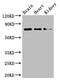 Protein Disulfide Isomerase Family A Member 4 antibody, A63126-100, Epigentek, Western Blot image 