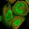 DnaJ Heat Shock Protein Family (Hsp40) Member C9 antibody, NBP1-87903, Novus Biologicals, Immunocytochemistry image 