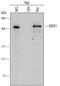 Death-inducer obliterator 1 antibody, AF6947, R&D Systems, Western Blot image 