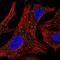 Arylsulfatase D antibody, NBP2-56968, Novus Biologicals, Immunofluorescence image 