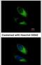 Synaptosomal-associated protein 23 antibody, PA5-31028, Invitrogen Antibodies, Immunofluorescence image 