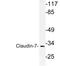 Claudin 7 antibody, LS-C177794, Lifespan Biosciences, Western Blot image 
