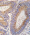 Growth Differentiation Factor 11 antibody, 61-067, ProSci, Immunofluorescence image 