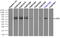 Lipase G, Endothelial Type antibody, TA501040, Origene, Immunoprecipitation image 