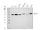 Beclin 1 antibody, M00327-2, Boster Biological Technology, Western Blot image 