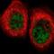 Formin Binding Protein 4 antibody, NBP2-14021, Novus Biologicals, Immunofluorescence image 