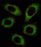 Mitogen-Activated Protein Kinase Kinase 2 antibody, 63-309, ProSci, Immunohistochemistry paraffin image 