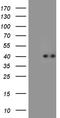 Chitinase Acidic antibody, TA811213, Origene, Western Blot image 