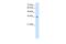 Methylenetetrahydrofolate Dehydrogenase (NADP+ Dependent) 2, Methenyltetrahydrofolate Cyclohydrolase antibody, A06465, Boster Biological Technology, Western Blot image 