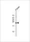 Ras Homolog Family Member B antibody, 56-309, ProSci, Western Blot image 