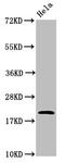 ARF6-Specific antibody, LS-C369258, Lifespan Biosciences, Western Blot image 