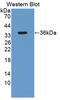 Sirtuin 4 antibody, LS-C373315, Lifespan Biosciences, Western Blot image 