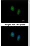 RAN, Member RAS Oncogene Family antibody, PA5-29926, Invitrogen Antibodies, Immunofluorescence image 