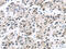DExD-Box Helicase 39B antibody, CSB-PA279529, Cusabio, Immunohistochemistry frozen image 
