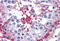 Glucose-6-Phosphate Isomerase antibody, MBS247888, MyBioSource, Immunohistochemistry frozen image 