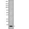 Sodium/potassium-transporting ATPase subunit gamma antibody, PA5-68336, Invitrogen Antibodies, Western Blot image 