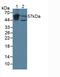 Keratin 4 antibody, MBS2028707, MyBioSource, Western Blot image 