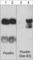 Paxillin antibody, PP1341, ECM Biosciences, Western Blot image 