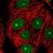 MAD2L1 Binding Protein antibody, NBP2-55414, Novus Biologicals, Immunofluorescence image 