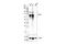 IKAROS Family Zinc Finger 2 antibody, 89270S, Cell Signaling Technology, Western Blot image 