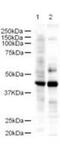 LIM Domain Binding 2 antibody, TA319341, Origene, Western Blot image 
