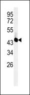 UBA Domain Containing 2 antibody, LS-C160369, Lifespan Biosciences, Western Blot image 