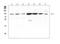 Gelsolin antibody, LS-C313231, Lifespan Biosciences, Western Blot image 