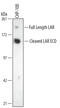 Protein Tyrosine Phosphatase Receptor Type F antibody, MAB3004, R&D Systems, Western Blot image 