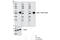 Tubulin Alpha 1b antibody, 5335S, Cell Signaling Technology, Western Blot image 