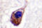 Gap Junction Protein Alpha 1 antibody, LS-C176593, Lifespan Biosciences, Immunohistochemistry paraffin image 