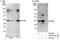 Golgi to ER traffic protein 4 homolog antibody, A302-613A, Bethyl Labs, Western Blot image 