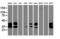 Uracil DNA Glycosylase antibody, LS-C173410, Lifespan Biosciences, Western Blot image 