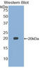 Growth Differentiation Factor 15 antibody, LS-C297868, Lifespan Biosciences, Western Blot image 