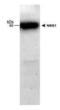 Nibrin antibody, PA3-16528, Invitrogen Antibodies, Western Blot image 