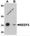 Receptor Accessory Protein 3 antibody, 5573, ProSci, Western Blot image 