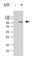 Tripartite Motif Containing 28 antibody, 654101, BioLegend, Western Blot image 