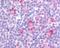 G Protein-Coupled Receptor 62 antibody, 48-224, ProSci, Immunohistochemistry frozen image 