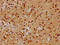 Activity Dependent Neuroprotector Homeobox antibody, CSB-PA887964HA01HU, Cusabio, Immunohistochemistry frozen image 