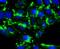 Histone Deacetylase 6 antibody, NBP2-67891, Novus Biologicals, Immunocytochemistry image 