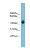 G Protein-Coupled Receptor 87 antibody, NBP1-56442, Novus Biologicals, Western Blot image 